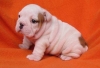 English Bulldog puppies available for small re-homing fee